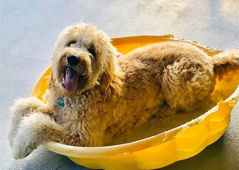 Carousel Slide 3: Dog veterinary care